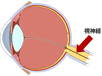 視神経